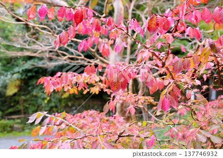 Komayumi leaves changing color Autumn leaves Komayumi leaves changing color Autumn leaves 137746932