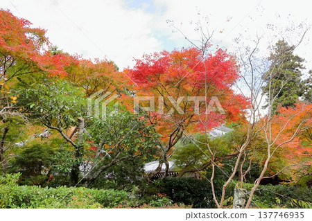 日本楓樹的紅葉 秋葉 日本楓樹的紅葉 秋葉 137746935
