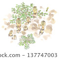 A watercolor illustration of horsetail (Tsukushi), a plant of early spring. 137747003