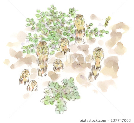 A watercolor illustration of horsetail (Tsukushi), a plant of early spring. A watercolor illustration of horsetail (Tsukushi), a plant of early spring. 137747003