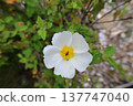 White flower bush. High quality photo 137747040