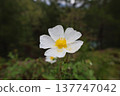 White flower bush. High quality photo 137747042