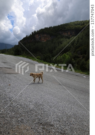park, pond, dog 137747043