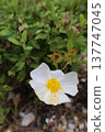 White flower bush. High quality photo 137747045