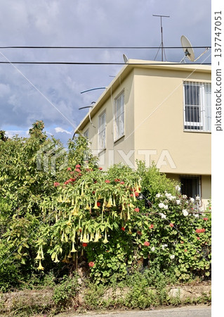 House garden flowers. High quality photo 137747051