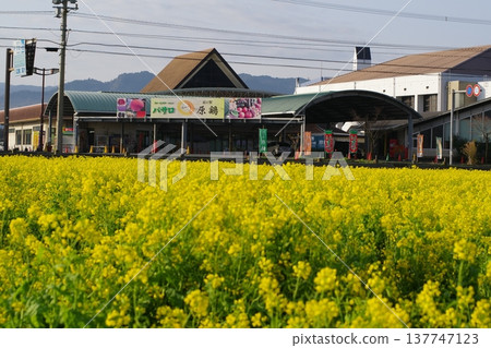 油菜田 137747123