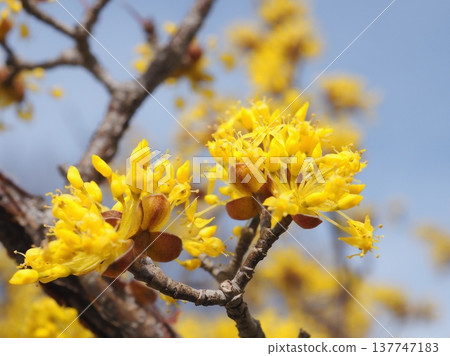 Spring golden flower (20260227132700) 137747183
