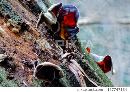 Hardwood stumps: Occurrence of wood-decay fungus Auricularia moniliforme Hardwood stumps: Occurrence of wood-decay fungus Auricularia moniliforme 137747184