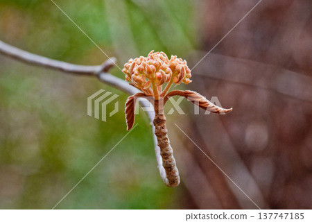 Buds of Viburnum plicatum, a member of the Viburnum family. 137747185
