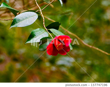 The original species of camellia, the Japanese camellia (Camellia japonica), of the Theaceae family, has red flowers. 137747196