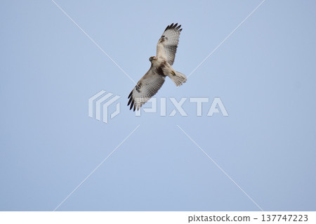 一隻冬鵟在頭頂拍打著翅膀 137747223