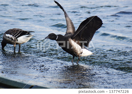 Brant geese spreading their wings in a fishing port Brant geese spreading their wings in a fishing port 137747226