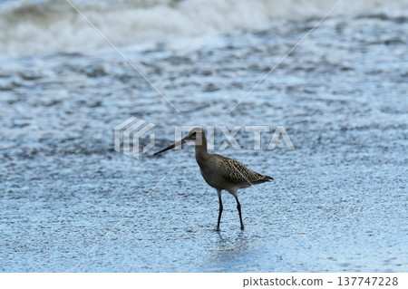 一隻斑尾塍鷸在海灘上漫步 一隻斑尾塍鷸在海灘上漫步 137747228