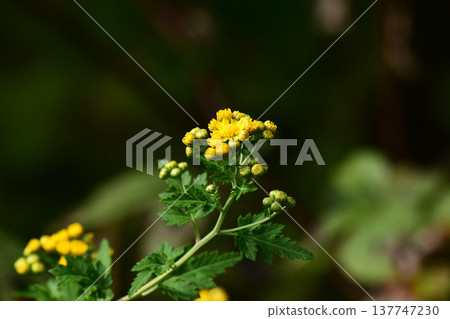 buds of the Kitakunigiku chrysanthemum 137747230