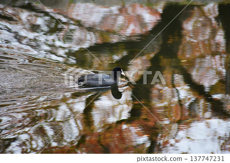 一隻白骨頂雞正穿過鋪滿秋葉的池塘。 一隻白骨頂雞正穿過鋪滿秋葉的池塘。 137747231