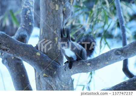 Ezo squirrel on a dark winter morning Ezo squirrel on a dark winter morning 137747237
