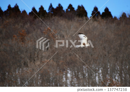 A buzzard flying low over the foot of the mountain. A buzzard flying low over the foot of the mountain. 137747238