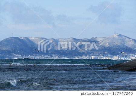 Seagulls soaring in a flurry with Mount Hakodate in the background. Seagulls soaring in a flurry with Mount Hakodate in the background. 137747240