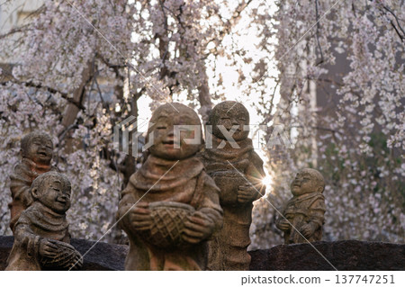 Photographing the cherry blossoms at Chohoji Temple, commonly known as Rokkakudo, in Nakagyo Ward, Kyoto City, the birthplace of Ikebana 137747251