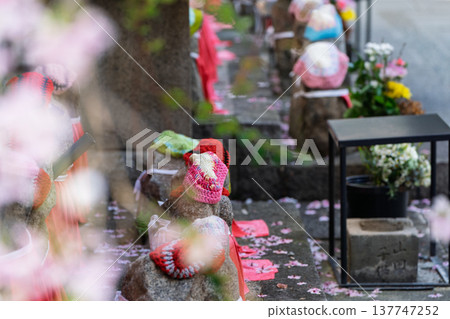 Photographing the cherry blossoms at Chohoji Temple, commonly known as Rokkakudo, in Nakagyo Ward, Kyoto City, the birthplace of Ikebana Photographing the cherry blossoms at Chohoji Temple, commonly known as Rokkakudo, in Nakagyo Ward, Kyoto City, the birthplace of Ikebana 137747252