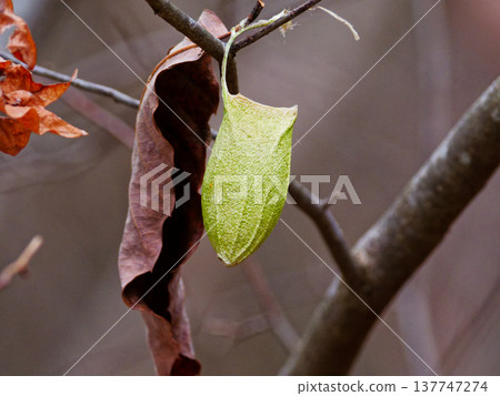 綠色珠寶Usta Viga繭 137747274