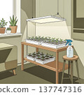 A vector drawing of an indoor seed starting station. Young plant seedlings sprout in trays under a special grow lamp. Vector illustration 137747316