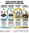 This timeline guides you from preparation and sowing, through germination and hardening off, to successfully planting in open soil. Perfect for planning your spring garden.. Vector illustration 137747319