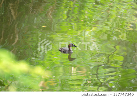 一隻小䴙䴘漂浮在池塘上,倒映著新鮮的綠葉。 一隻小䴙䴘漂浮在池塘上,倒映著新鮮的綠葉。 137747340