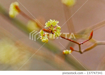 黑毛田的花,樟科落葉灌木 黑毛田的花,樟科落葉灌木 137747341