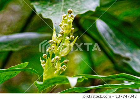 Aucuba japonica new shoots and buds Aucuba japonica new shoots and buds 137747348