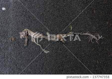 瀝青路面上躺著某種動物的屍體；骨頭和皮毛已經分離，還能看到一些毛髮。 137747358