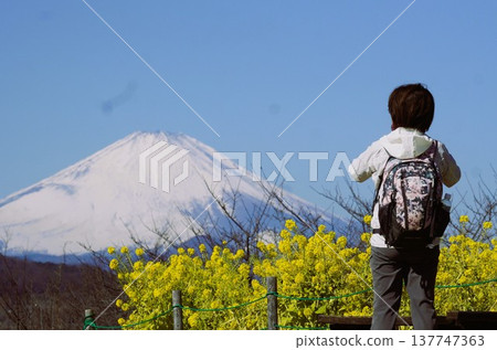 一位女士正在拍攝富士山和一片油菜花田。 137747363