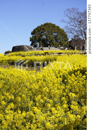 Rape blossoms adorn Mount Azuma Rape blossoms adorn Mount Azuma 137747365