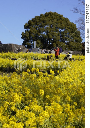 油菜花裝飾吾妻山 油菜花裝飾吾妻山 137747367