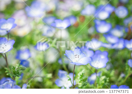 喜林草 喜林草 137747371
