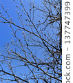 Branches extending into the blue sky 137747399