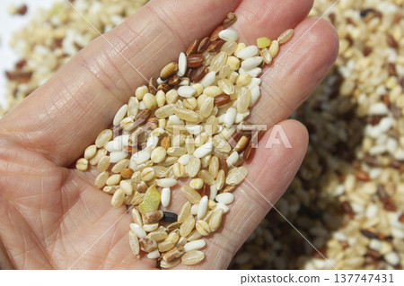 Hands and grains of grain. 137747431