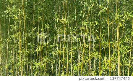 Lush green bamboo forest with tall yellow stalks and vibrant leaves in sunlight 137747445