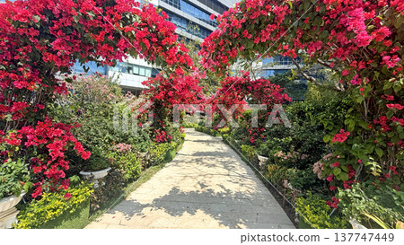 Path through vibrant bougainvillea arches leading towards a modern building Path through vibrant bougainvillea arches leading towards a modern building 137747449