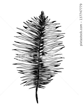 Textured Pine Needle Formations Evoking Seasonal Green Themes For Various Decorative Applications 137747779