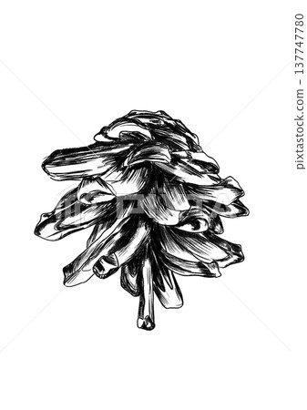 Delineation Of Pinecone With Intricate Lines Emphasizing Natural Symmetry And Textured Surface In Monochrome 137747780