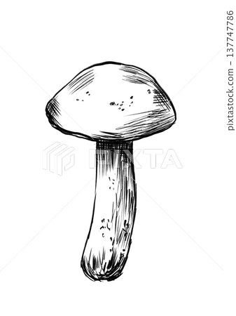 Forest Mushroom Drawing. Handdrawn Depiction Of Slender Stemmed Mushroom Suitable For Rustic Labels 137747786