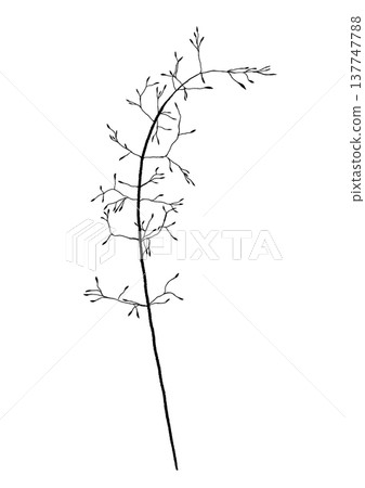 Fragile Floral Detail. Soft And Airy Flower Sprig Perfect For Wedding Invitations And Subtle Motifs Fragile Floral Detail. Soft And Airy Flower Sprig Perfect For Wedding Invitations And Subtle Motifs 137747788