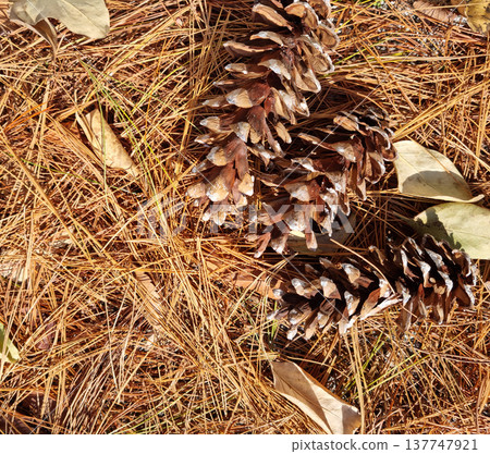 Brown pine needles and pine cones Brown pine needles and pine cones 137747921