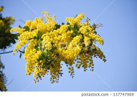 Acacia dealbata flowers (also known as mimosa) 137747989