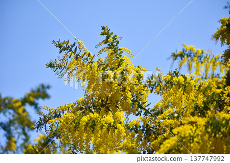 Acacia dealbata flowers (also known as mimosa) 137747992