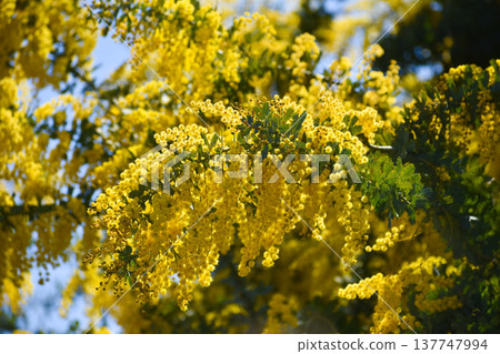 Acacia dealbata flowers (also known as mimosa) Acacia dealbata flowers (also known as mimosa) 137747994