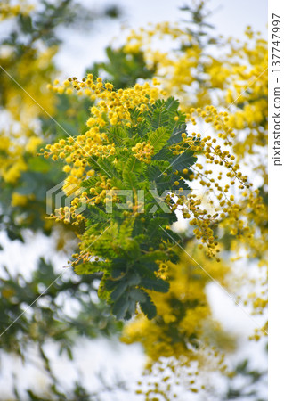 Acacia dealbata flowers (also known as mimosa) 137747997
