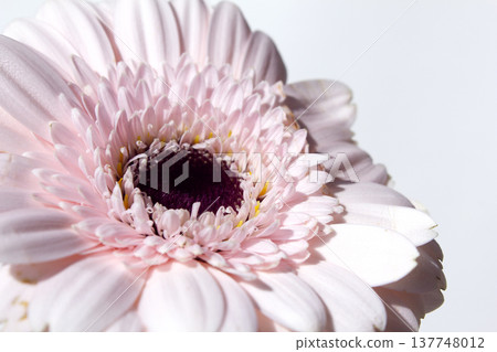 Close-up of a pink gerbera. 137748012