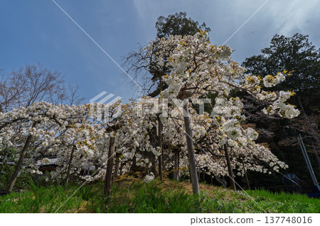 I photographed the legendary Senganzakura cherry blossoms in full bloom at Oharano Shrine in Nishikyo Ward, Kyoto City. 137748016
